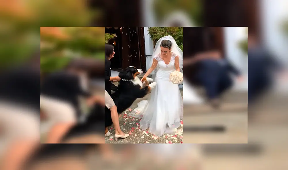 En YouTube, un perro felicitó con un amoroso abrazo a sus dueños en el día de su matrimonio. En YouTube, un perro felicitó con un amoroso abrazo a sus dueños en el día de su matrimonio.