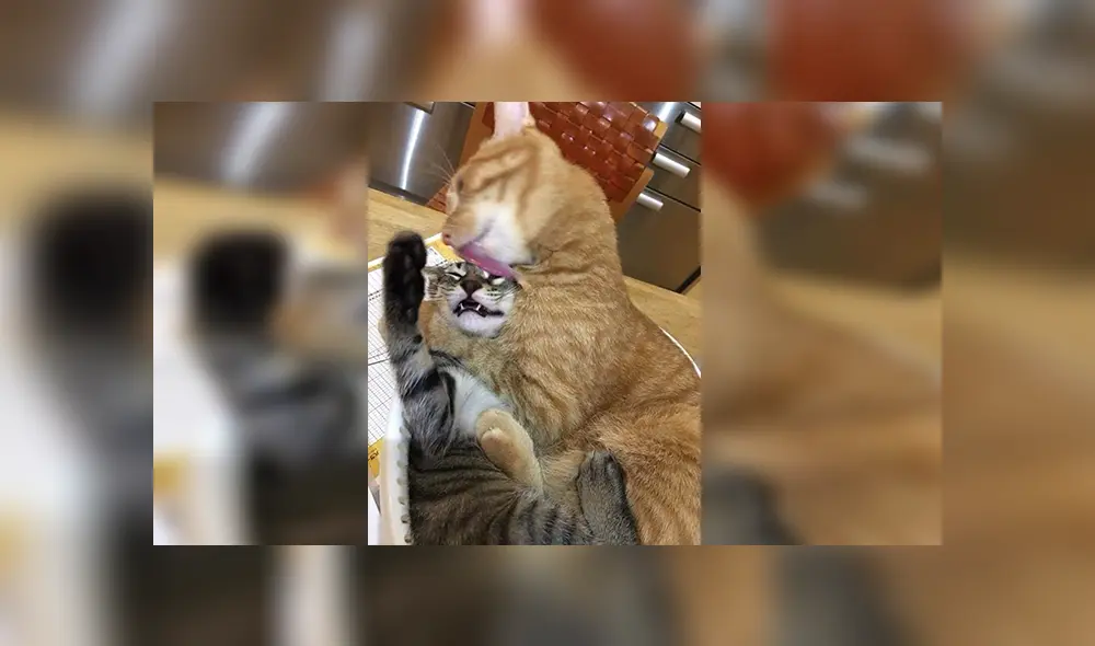 En Facebook, un joven quiso capturar tiernos momentos de sus mascotas sin imaginar el resultado. En Facebook, un joven quiso capturar tiernos momentos de sus mascotas sin imaginar el resultado.