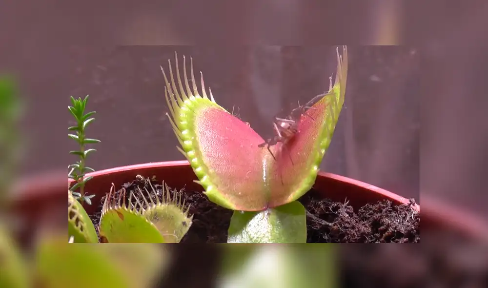 YouTube: Planta carnívora asesina a una temida araña en cuestión de segundos