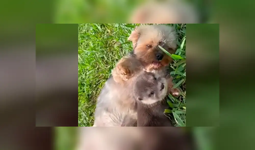 Desliza la imagen compartida de Facebook para verlas todas. Desliza la imagen compartida de Facebook para verlas todas.