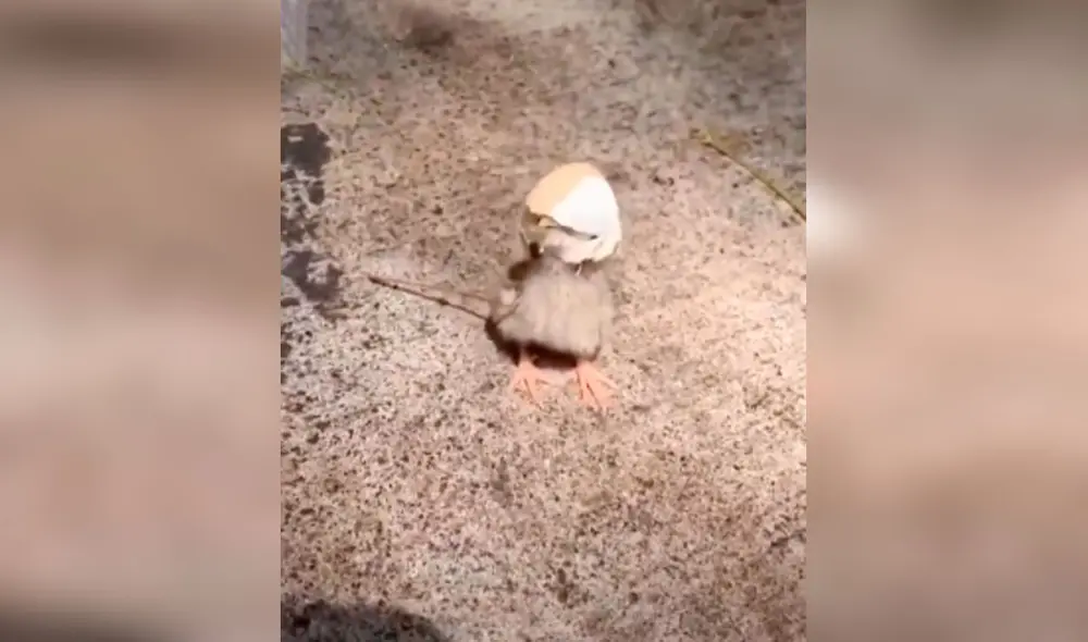 Desliza las imágenes para apreciar la noble acción de un hombre al toparse con un pollito en la calle. Foto: Captura de TikTok.