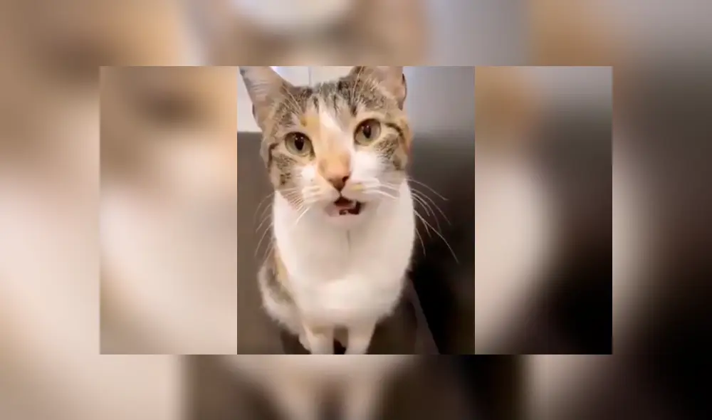 Desliza las imágenes para apreciar el tierno comportamiento de un gato para convencer a su dueña de salir a la calle. Desliza las imágenes para apreciar el tierno comportamiento de un gato para convencer a su dueña de salir a la calle.