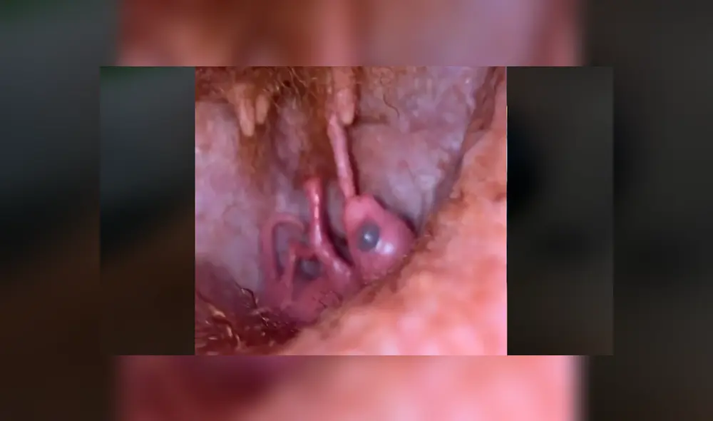 Mira cómo luce el interior de un marsupio. Foto: Animal EdVenture Park