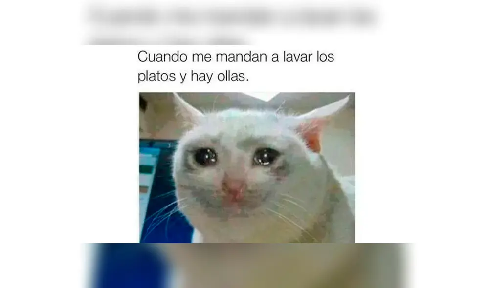 Los memes por el Día Internacional del Gato. Los memes por el Día Internacional del Gato.