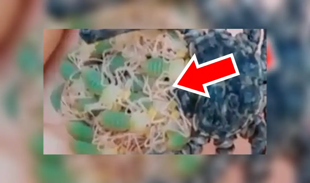 Facebook viral: graban a enorme tarántula llevando a sus cientos de crías a su nido [VIDEO]