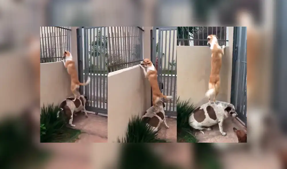 Facebook viral: graban a perro siendo el 'banquito' de su amigo que estaba 'enamorado' de la vecina [VIDEO]