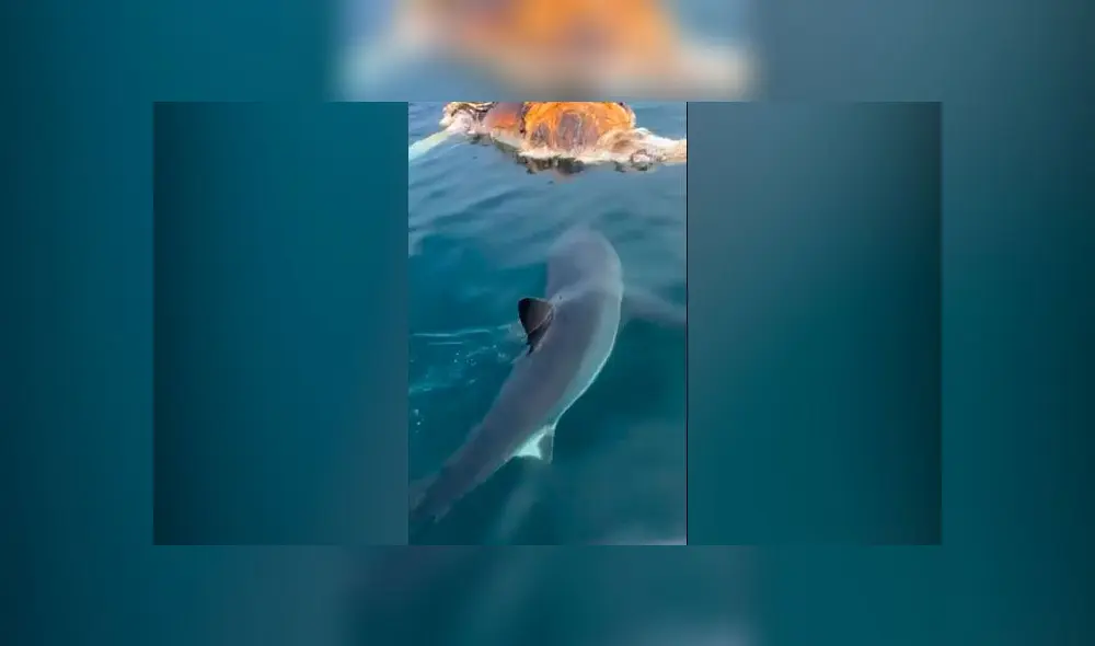 Las imágenes fueron captadas en las costas de Estados Unidos. Foto: captura