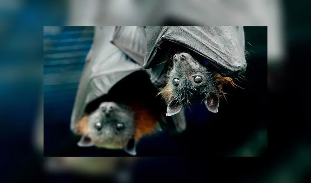 Ya varios expertos evalúan a los murciélagos, en plena pandemia del coronavirus. Foto: difusión