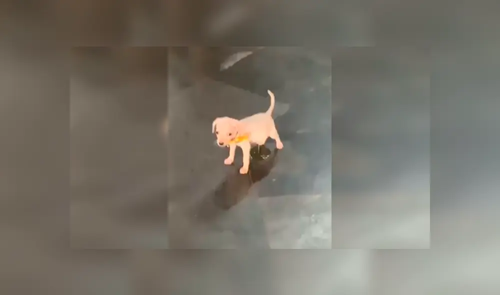 Desliza las imágenes para observar la travesura que cometió un cachorro cuando su dueña terminó de limpiar. Desliza las imágenes para observar la travesura que cometió un cachorro cuando su dueña terminó de limpiar.