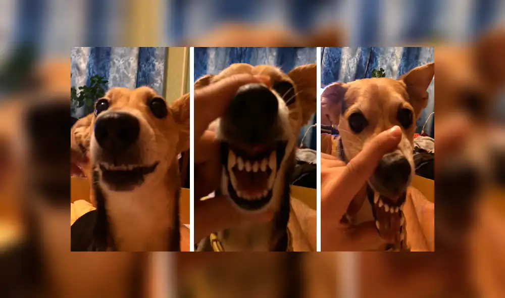 En Facebook, un joven agarró el hocico de su perro para hacer que ‘hable’ y el resultado hizo reír a miles. En Facebook, un joven agarró el hocico de su perro para hacer que ‘hable’ y el resultado hizo reír a miles.