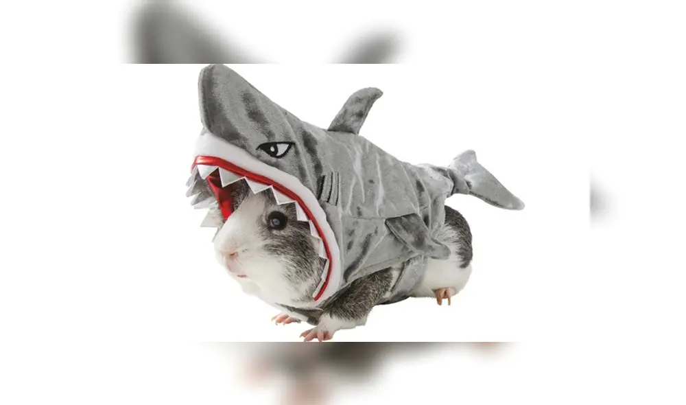 Disfraces para cuyes desatan furor en Internet y todos quieren obtenerlos [FOTOS]