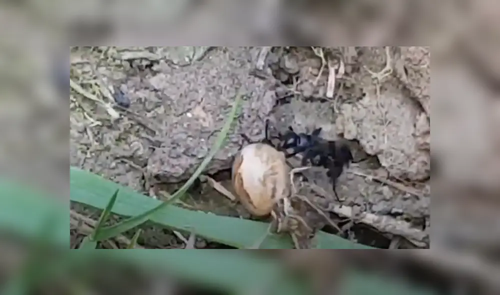 Desliza hacia la izquierda para ver el enfrentamiento de los insectos. Viral en Facebook. Foto: Captura. Desliza hacia la izquierda para ver el enfrentamiento de los insectos. Viral en Facebook. Foto: Captura.