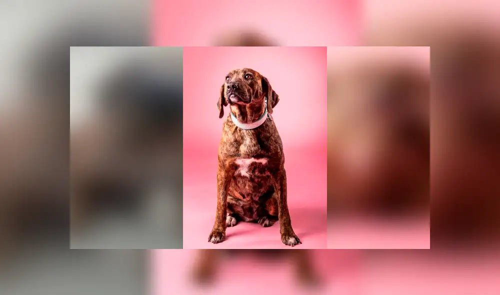 Facebook viral: salva a perrita en mal estado que vivía en un basurero y ahora luce así [FOTOS]