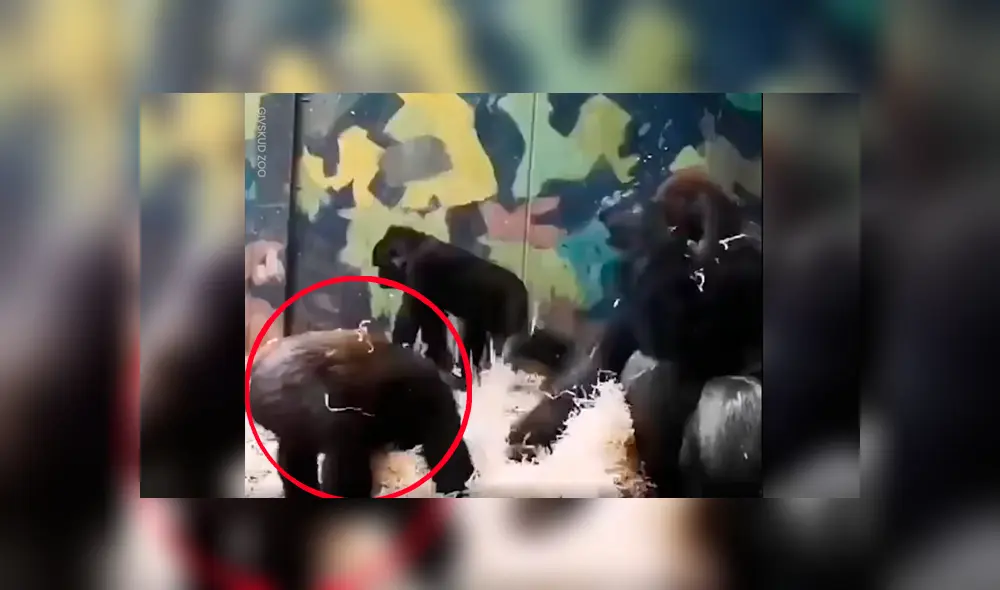 Vía Facebook. Travieso gorila no dejaba de molestar a su mamá tratando de llamar la atención sin esperar la inesperada respuesta de parte de esta