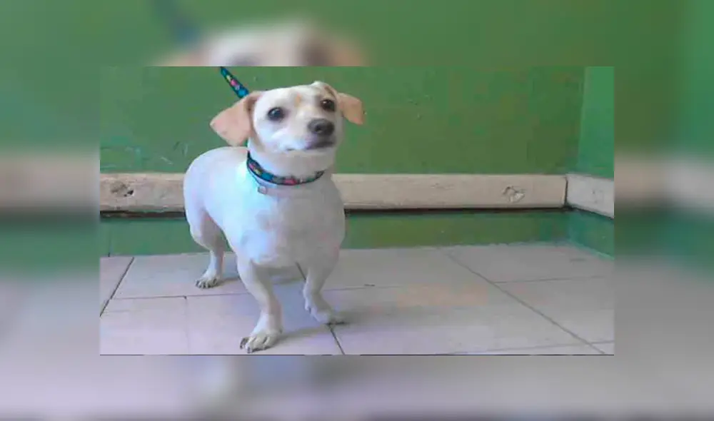 Video es viral en Facebook. Miles han quedado conmovidos con la tierna reacción de este perro que notó que su dueño lo iba a abandonar en un albergue para animales. Foto: Captura.