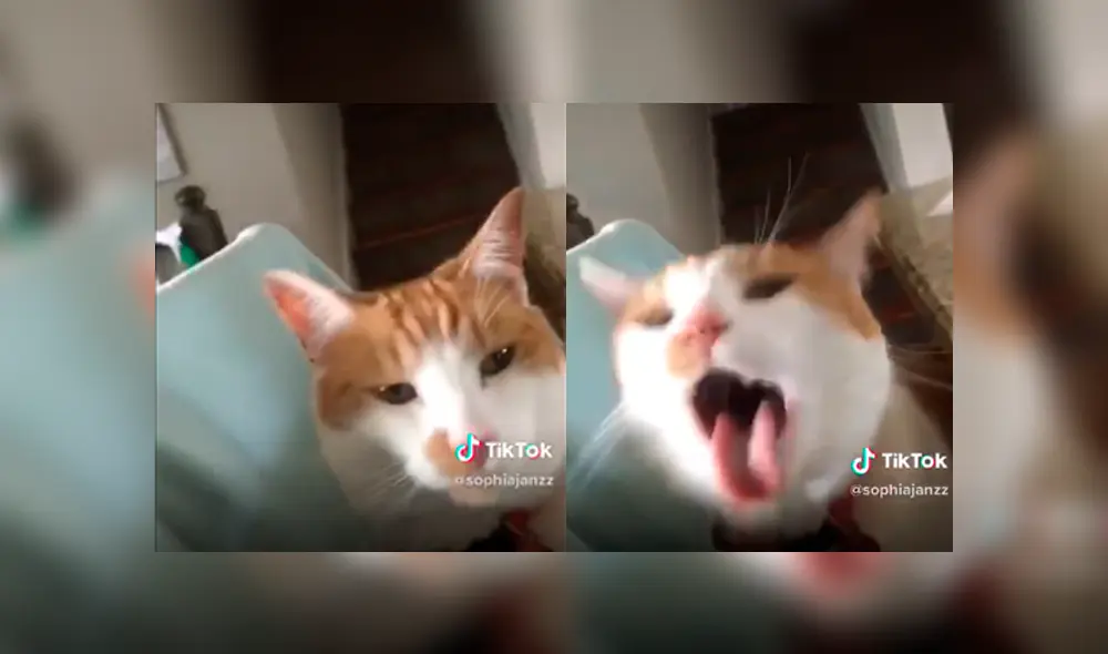 Desliza a la izquierda para conocer a la nueva estrella de TikTok. Foto: Captura. Desliza a la izquierda para conocer a la nueva estrella de TikTok. Foto: Captura.