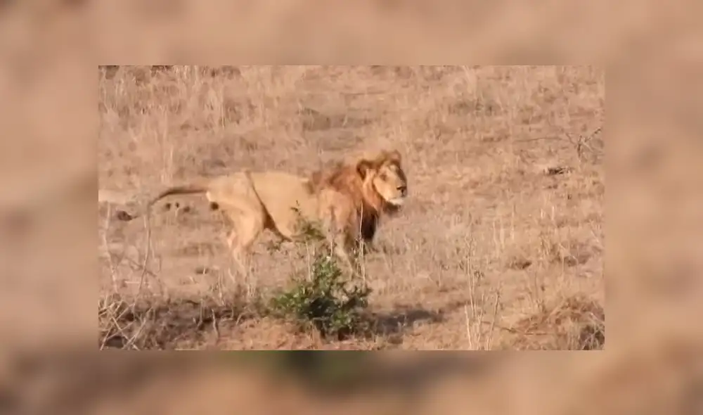 YouTube: león intenta cazar a un impala y leona lo detiene por insólito motivo que asombra a miles [VIDEO]