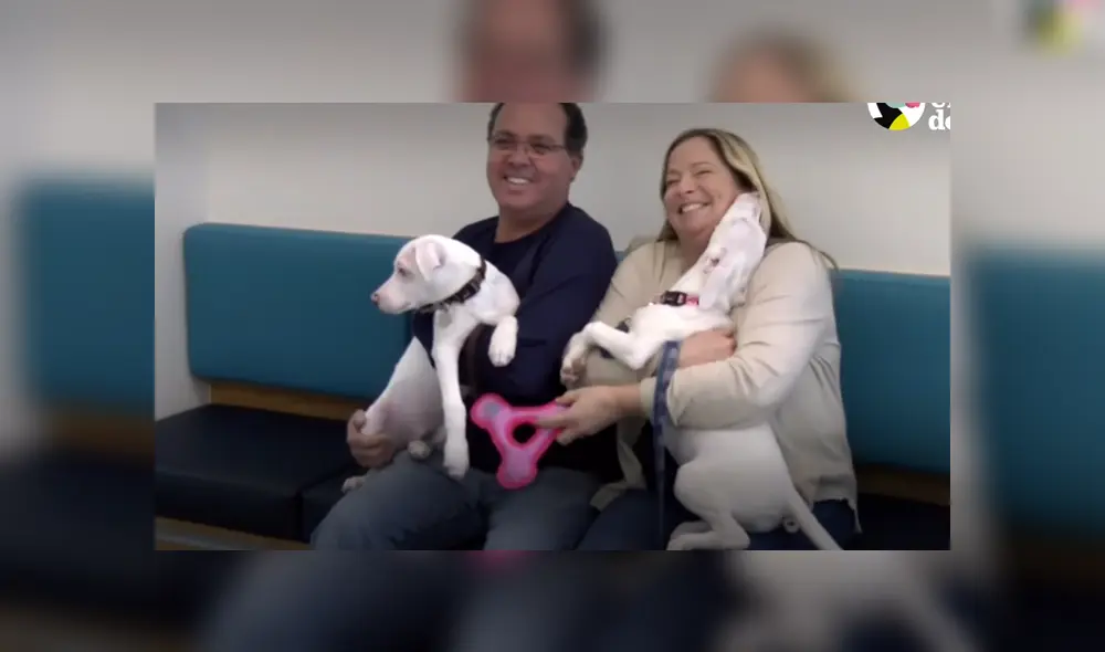Los perros estuvieron en un refugio por varias semanas hasta que una familia los adoptó. Foto: YouTube Los perros estuvieron en un refugio por varias semanas hasta que una familia los adoptó. Foto: YouTube