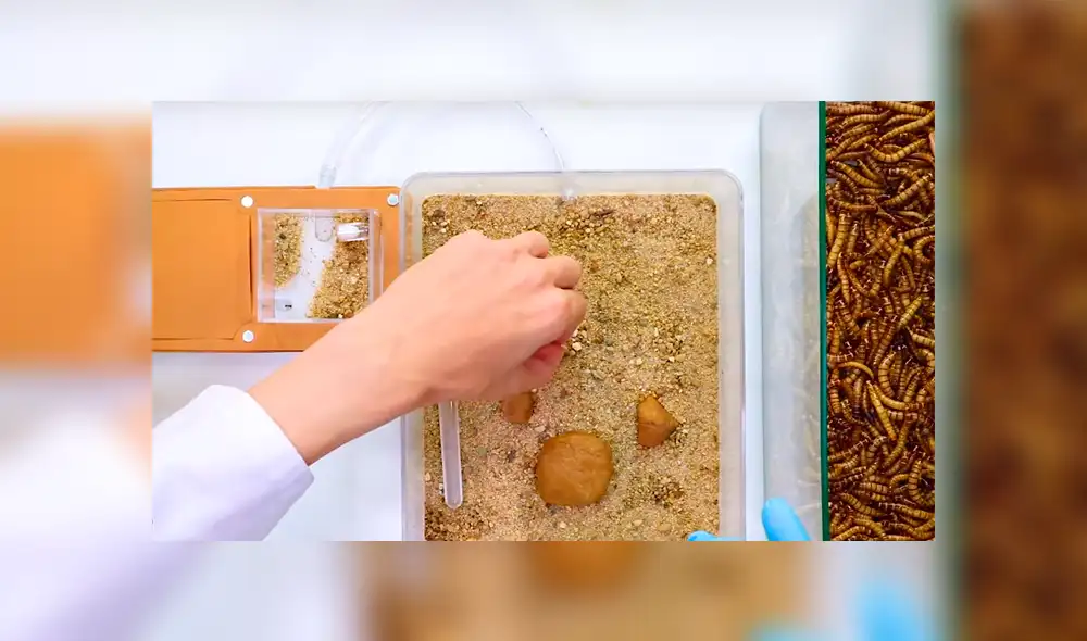 YouTube viral: supergusanos carnívoros y hormigas de fuego tienen enfrentamiento que causa furor en las redes [VIDEO]