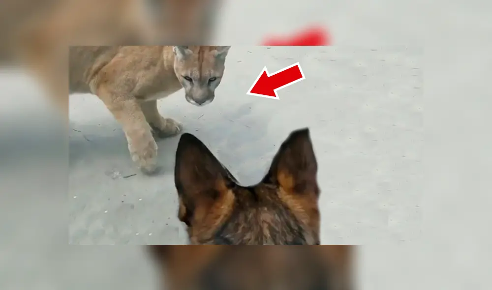 Facebook viral: perro ingresa a zoológico y se encuentra con hambriento puma [VIDEO]