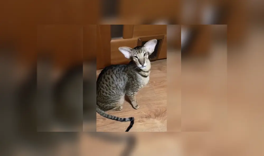 Desliza para ver los detalles del video viral publicado en YouTube. Foto: Captura. Desliza para ver los detalles del video viral publicado en YouTube. Foto: Captura.