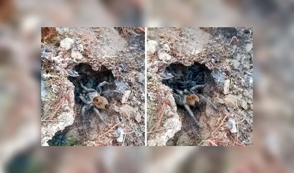 Desliza hacia la izquierda para ver a la enorme tarántula cuidando a sus bebés, escena que es viral en Facebook.