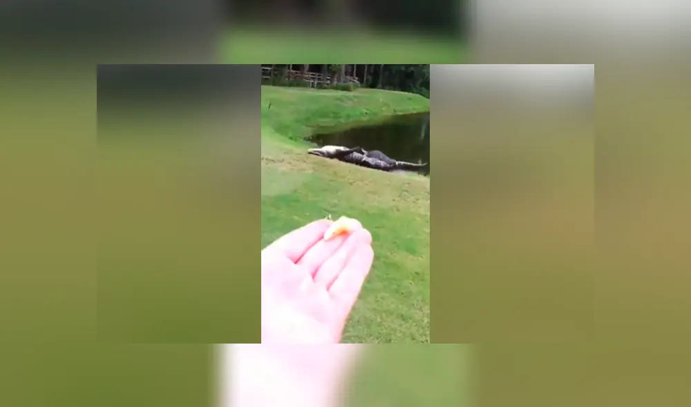 YouTube viral: capta brutal pelea entre hambrientos cocodrilos y terrible final sorprende en redes