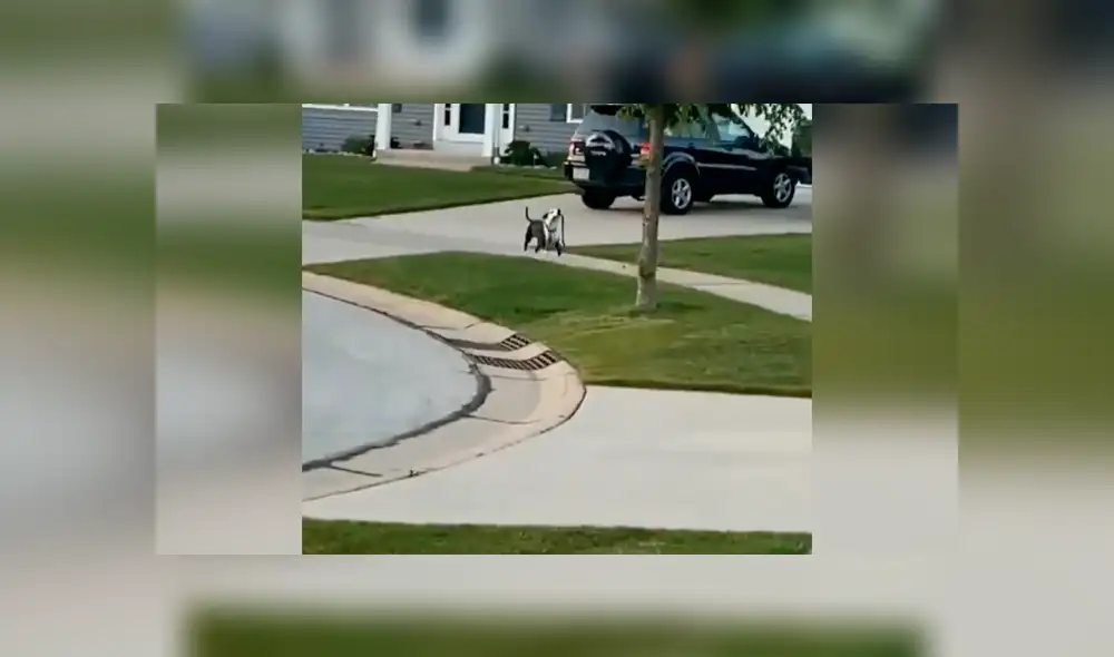 Desliza las imágenes hacia la izquierda para apreciar la singular acción de un perro para volver a salir a la calle. Foto: Captura. Desliza las imágenes hacia la izquierda para apreciar la singular acción de un perro para volver a salir a la calle. Foto: Captura.