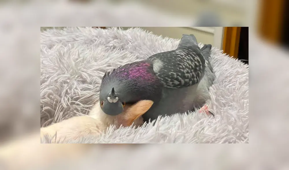 Desliza para ver las adorables fotos del perro y la paloma que tocaron el corazón de miles en YouTube. Foto: The Mia Foundation.