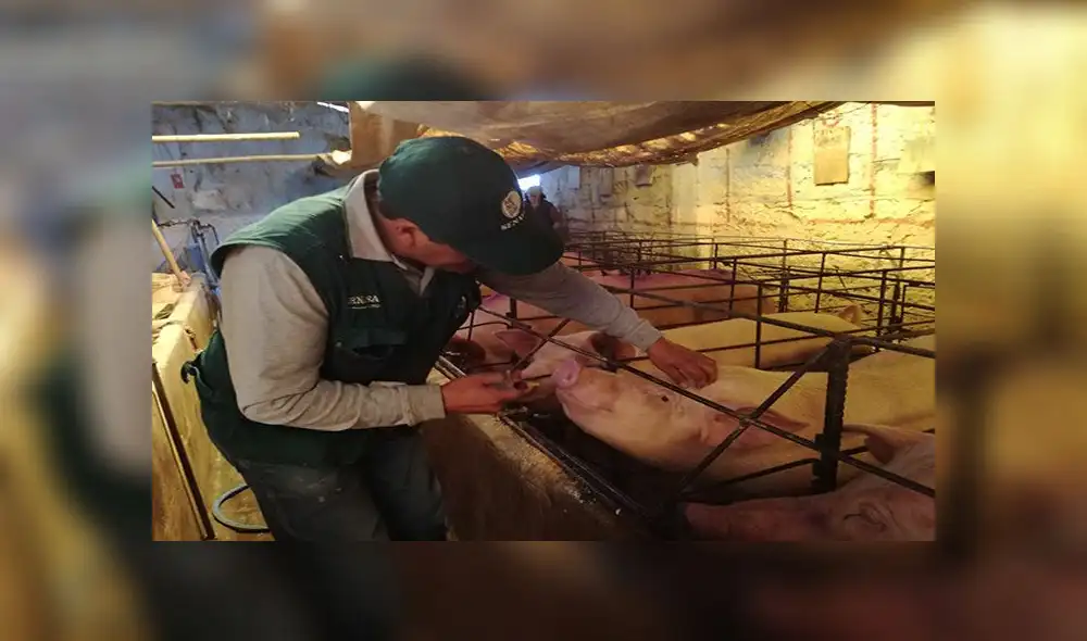 Más de 145 mil cerdos en Arequipa fueron vacunados contra peste porcina [FOTOS]