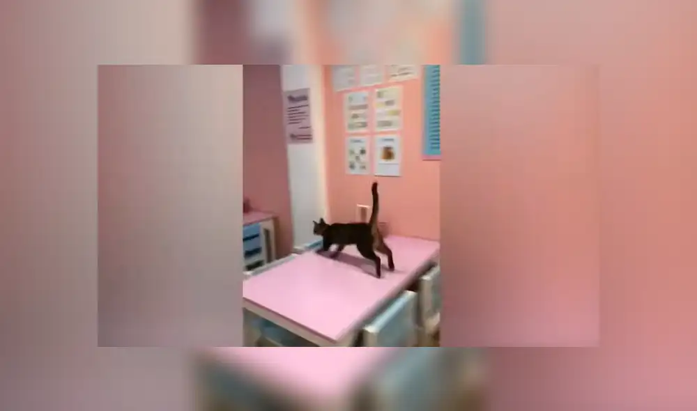 Facebook viral: gato ve a su dueño y hace hasta la imposible por darle un caluroso saludo Facebook viral: gato ve a su dueño y hace hasta la imposible por darle un caluroso saludo