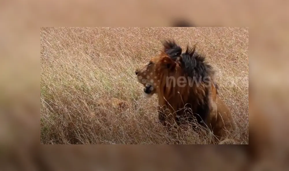 Turistas tienen impensado encuentro con feroces leones de África. Turistas tienen impensado encuentro con feroces leones de África.