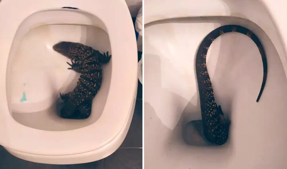 La publicación motivó a otros usuarios a compartir los animales que habían encontrado en sus baños. Foto: @PedroAribe / Twitter La publicación motivó a otros usuarios a compartir los animales que habían encontrado en sus baños. Foto: @PedroAribe / Twitter