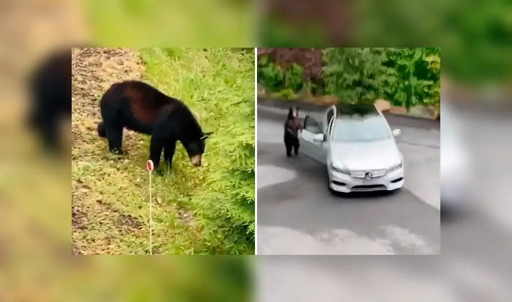 Desliza la imagen de TikTok para ver todas las fotos.