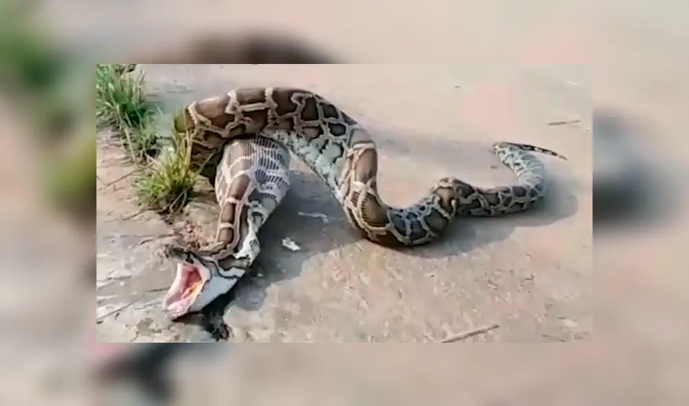 Un granjero captó en un video viral de Facebook el terrorífico instante en que se topó con una pitón gigante, la asustó y vio cómo regurgitó a su gallo de pelea. Un granjero captó en un video viral de Facebook el terrorífico instante en que se topó con una pitón gigante, la asustó y vio cómo regurgitó a su gallo de pelea.