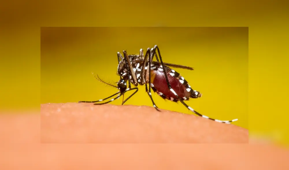 La Secretaría de Salud informó que los estados con mayor afectados son Guerrero de Jalisco, Veracruz, Yucatán, Tabasco y Quintana Roo. (FOTO: Internet) La Secretaría de Salud informó que los estados con mayor afectados son Guerrero de Jalisco, Veracruz, Yucatán, Tabasco y Quintana Roo. (FOTO: Internet)