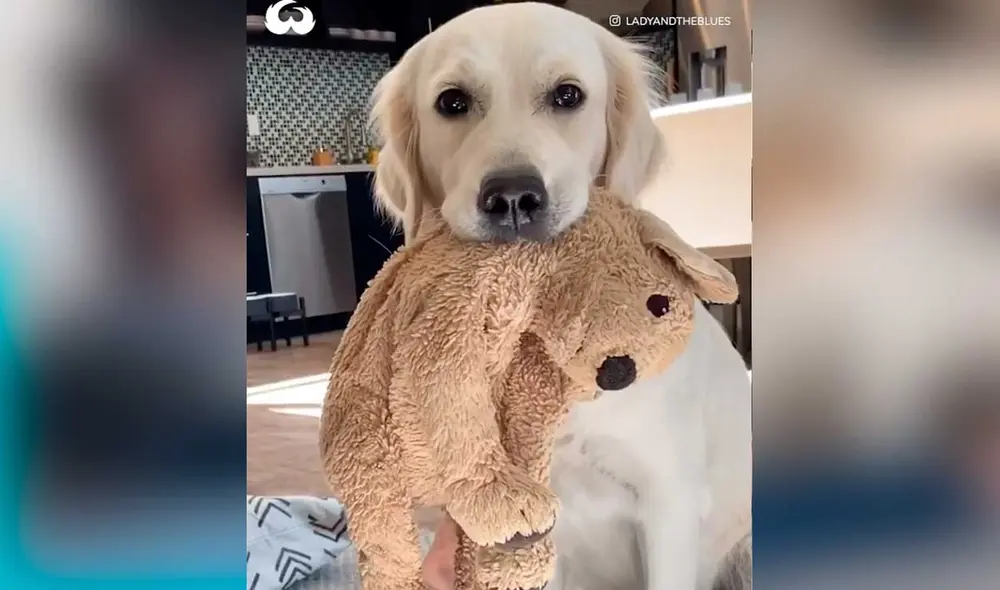 Desliza las imágenes para ver la inesperada escena que protagonizó este can y su dueño. Foto: Captura de Facebook/Woof Woof