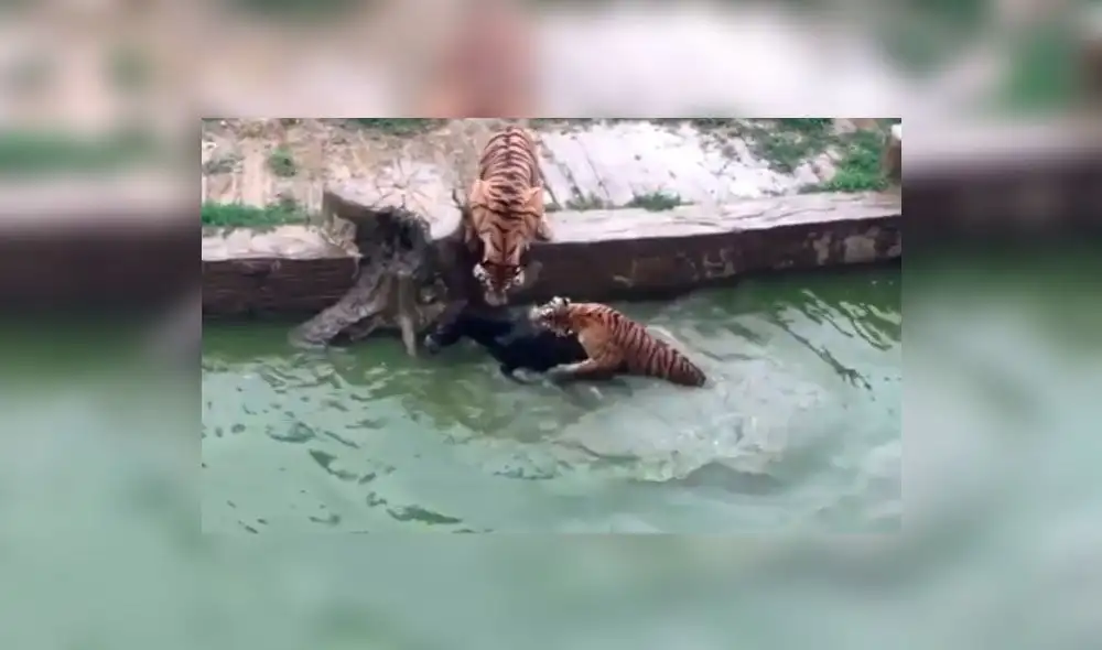 En YouTube, burro fue devorado vivo por tigres en zoológico de China [VIDEO]