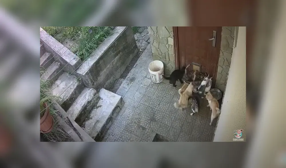 Desliza hacia la izquierda para ver las imágenes del viral de YouTube.