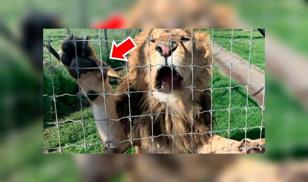 Video viral de Facebook. Cuidador se acerca para tomar una foto a leona y enfurecido depredador lo ataca.