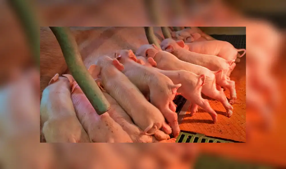 Cerda da a luz a sus crías y una de ellas tiene malformación que le hace lucir con un elefante.