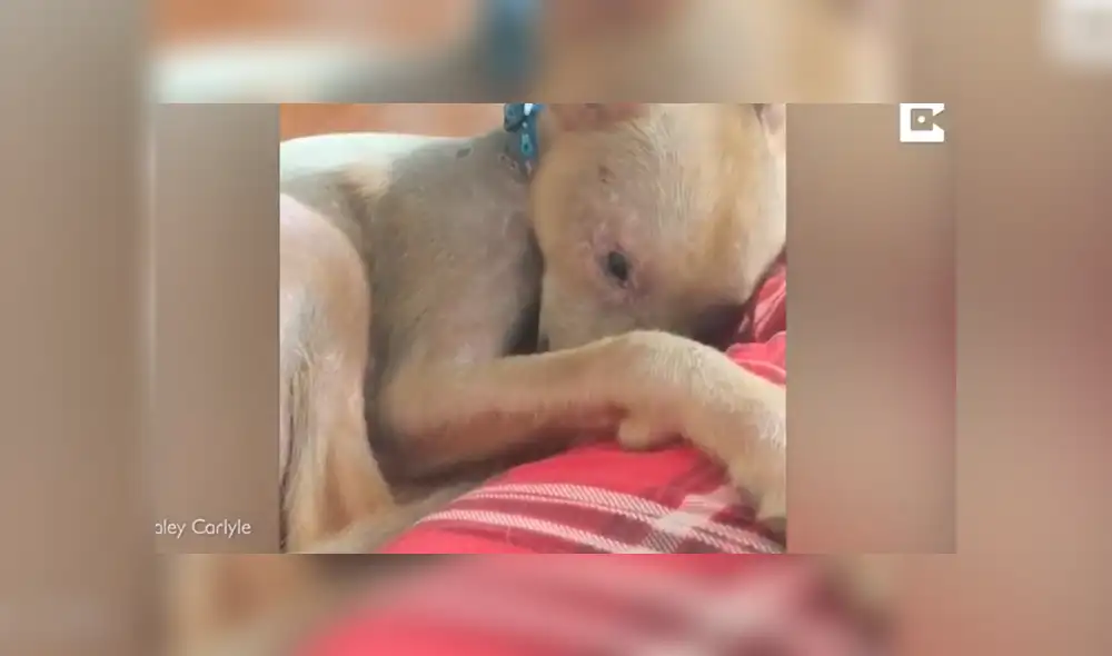 Desliza para ver el aspecto de este perro que ha conquistado a todos en Facebook. Foto: Captura.