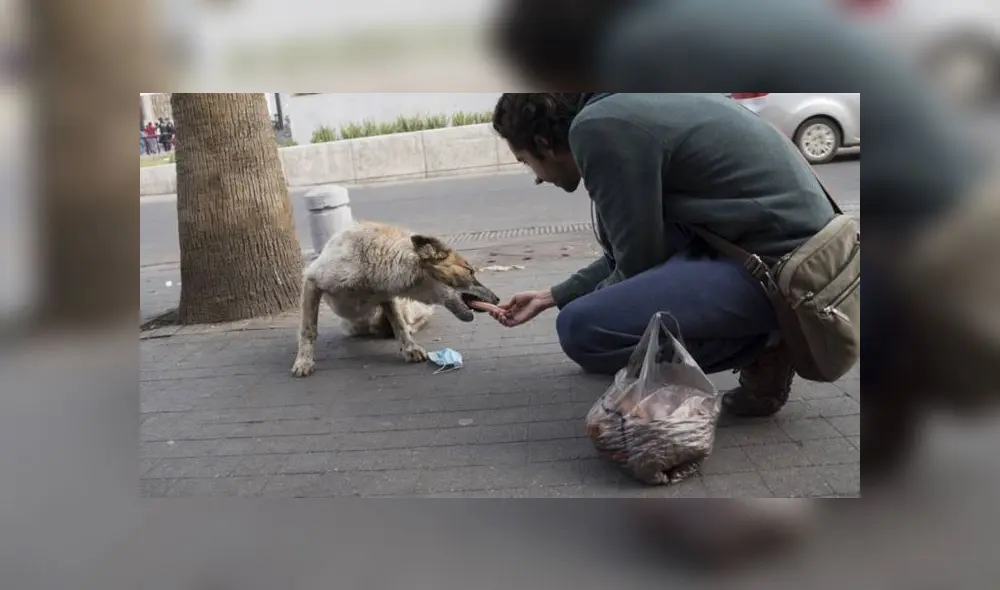 Perritos son abandonados por fieles en la Basílica de la Virgen de Guadalupe 
