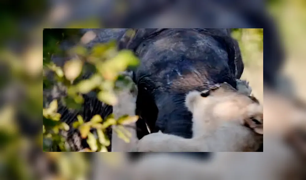 Un video muestra la impactante pelea entre un elefante y una leona por su supervivencia. Un video muestra la impactante pelea entre un elefante y una leona por su supervivencia.
