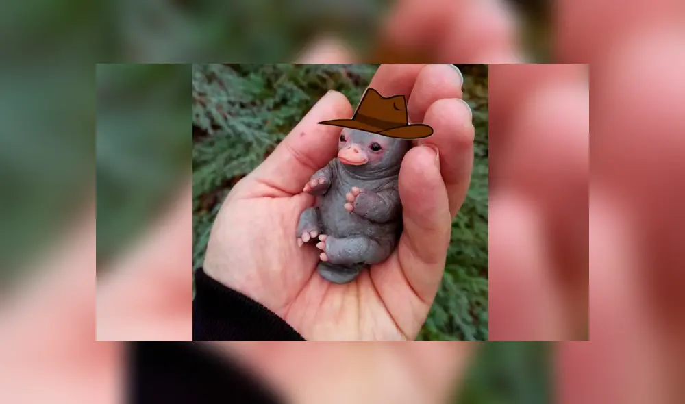 Desliza para ver los detalles del ornitorrinco bebé que engañó a todos en Facebook. Foto: Captura. Desliza para ver los detalles del ornitorrinco bebé que engañó a todos en Facebook. Foto: Captura.