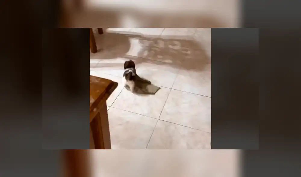 Mira la secuencia del video deslizando la imagen. Foto: kobipupper/TikTok