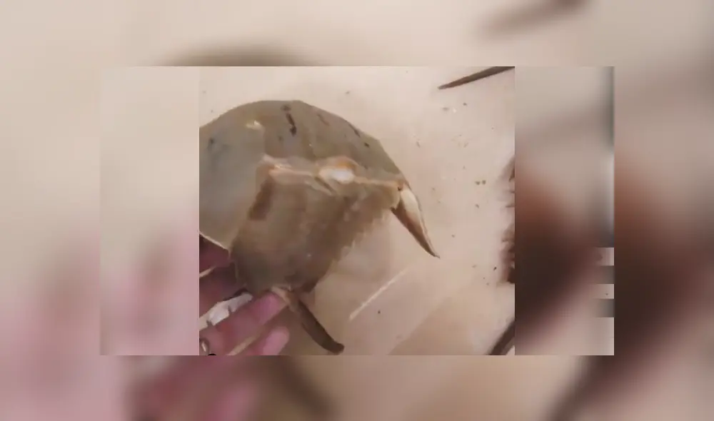 SI quieres ver lo que ocurrió con el autor del video viral de Facebook, revisa nuestra galería de fotos, deslizando cada imagen hacia la izquierda. SI quieres ver lo que ocurrió con el autor del video viral de Facebook, revisa nuestra galería de fotos, deslizando cada imagen hacia la izquierda.