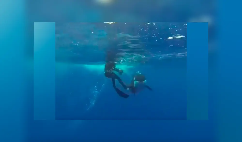 ‘Ballena asesina’ descubre a buzo en su territorio, se acerca y ocurre lo impensado [VIDEO]