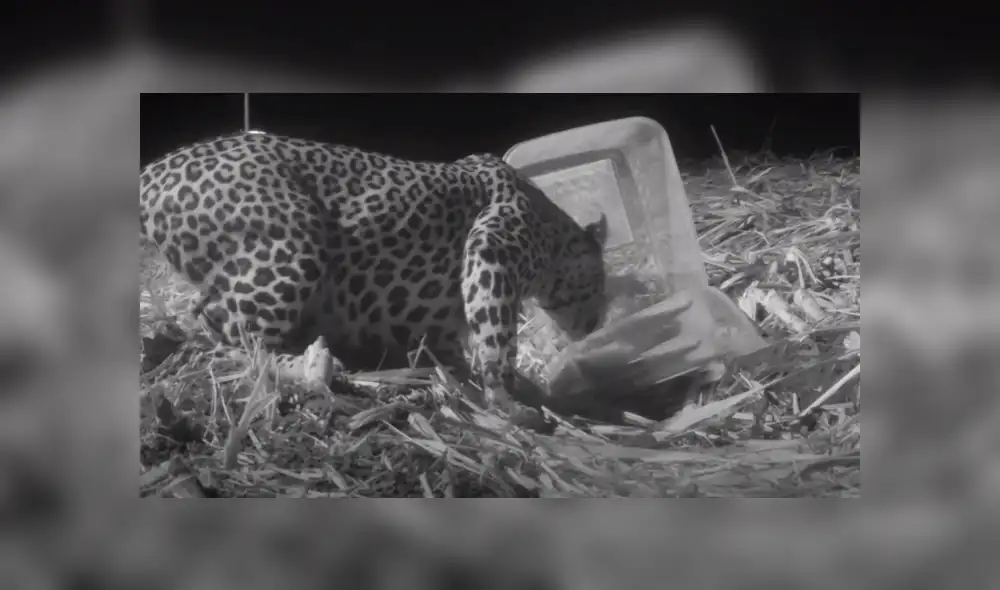 En Facebook se viralizó el conmovedor reencuentro de una mamá leopardo con su cachorro que se perdió en medio de la selva.