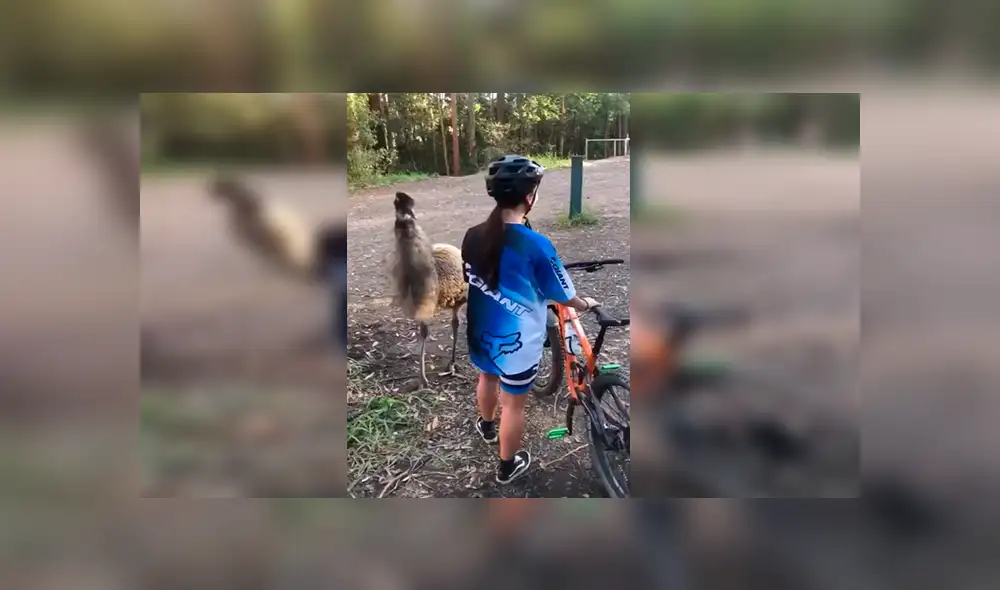 En Facebook, una chica acudió a una localidad en Australia, sin imaginar que se toparía con un gigantesco emú. En Facebook, una chica acudió a una localidad en Australia, sin imaginar que se toparía con un gigantesco emú.
